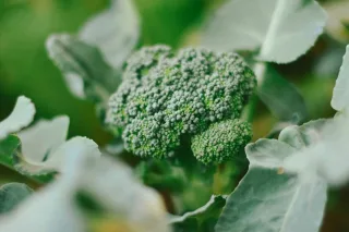 Logo van Dutch Valley Vegetables B.V.
