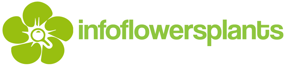 InfoFlowersPlants V.O.F.